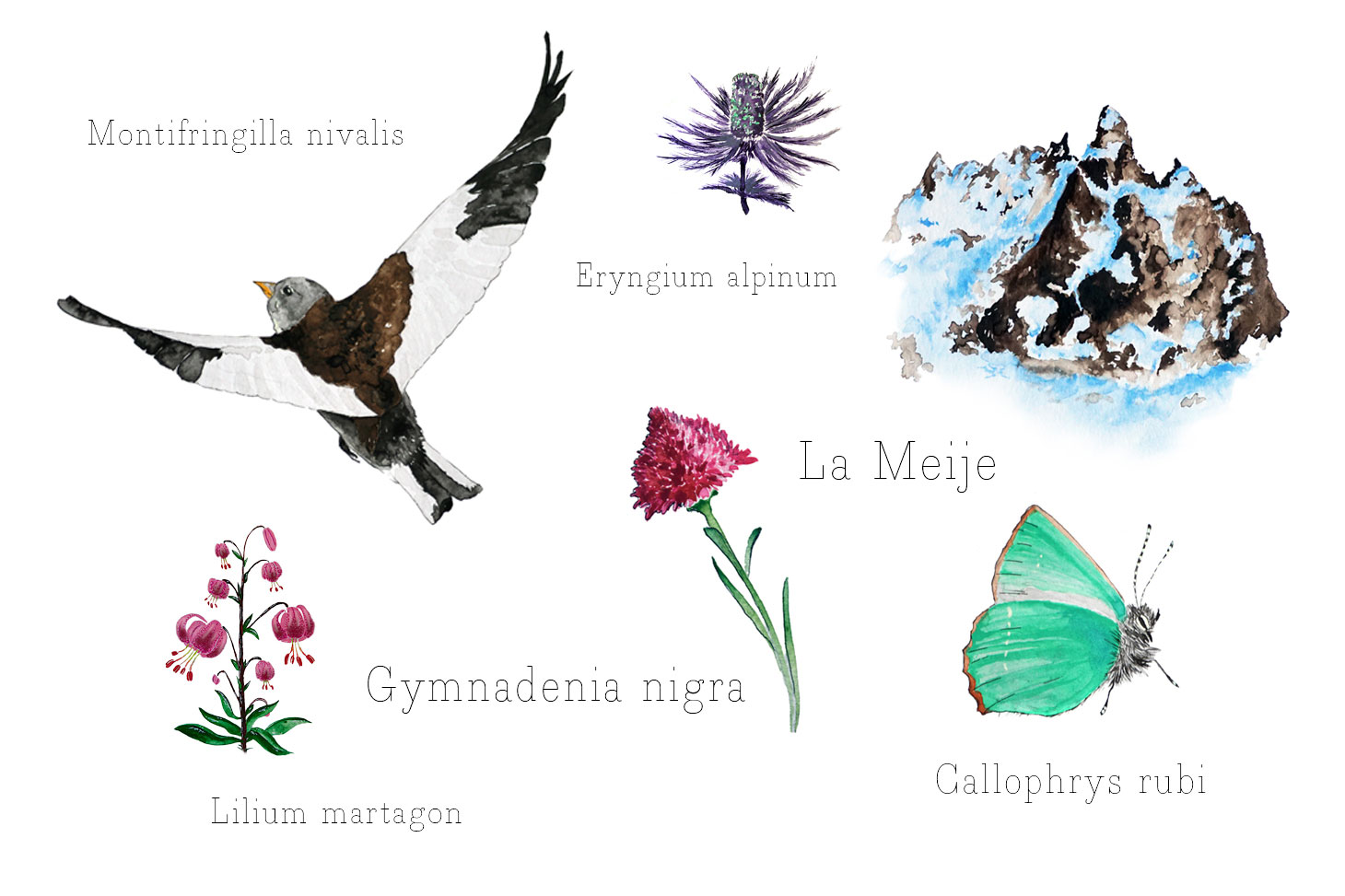 Stage d'aquarelle au jardin du Lautaret avec Morgane Berger