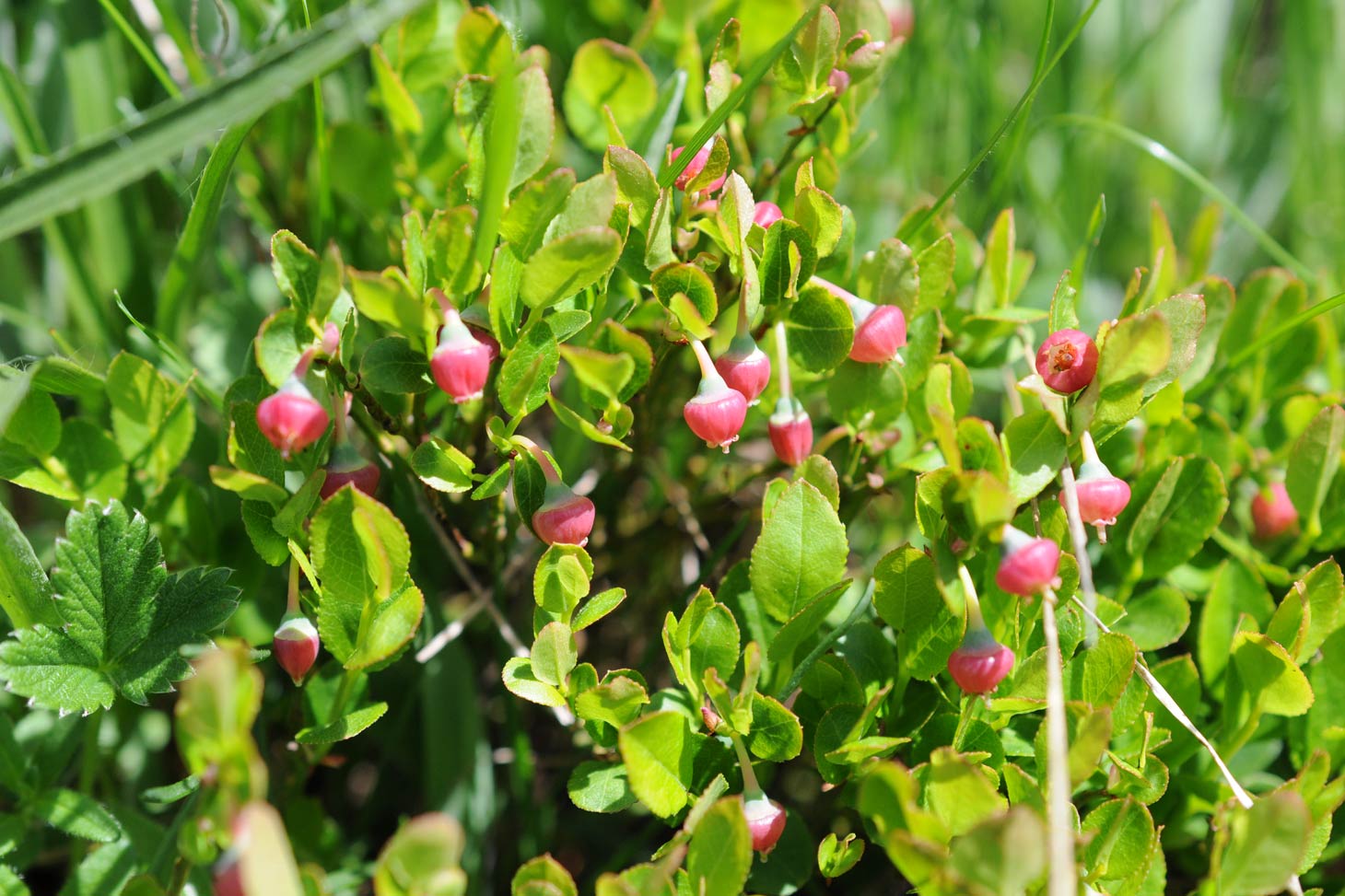 Atelier scientifique – Floraison d’altitude