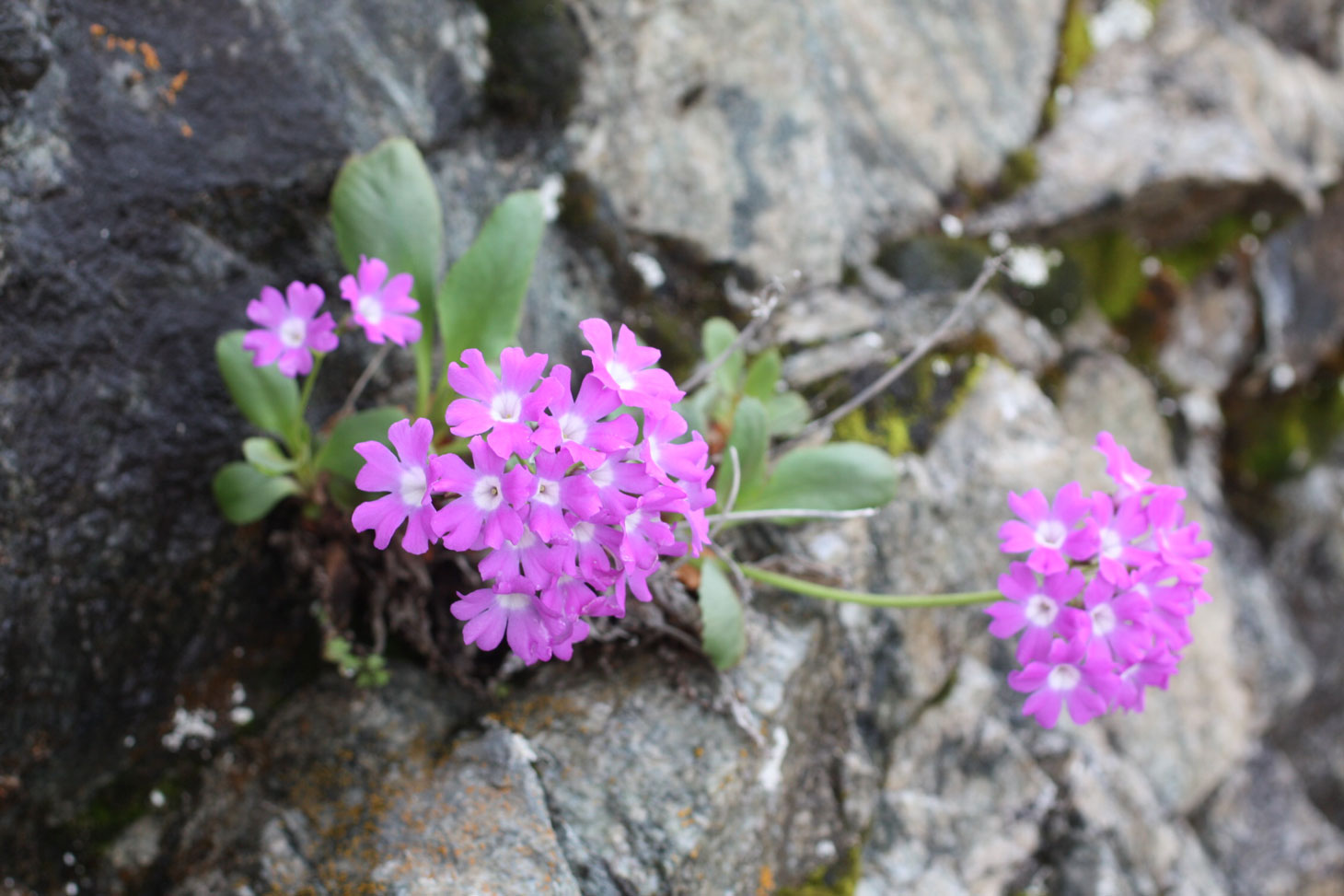 Primevère du Valgaudemar 