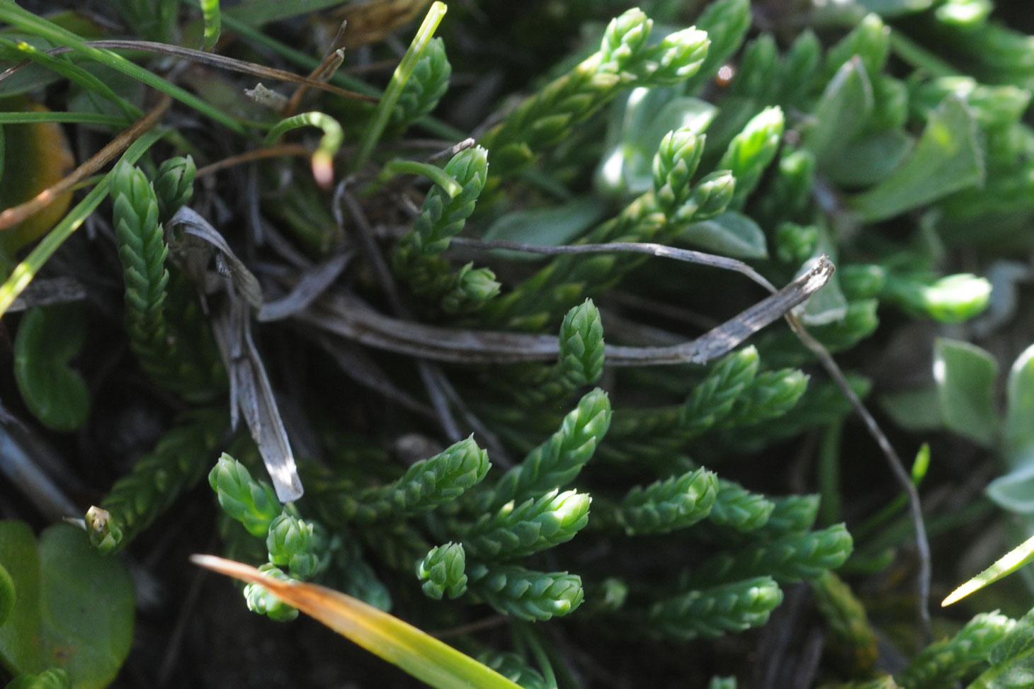 Patte de loup (lycopode) Patte de loup (lycopode)