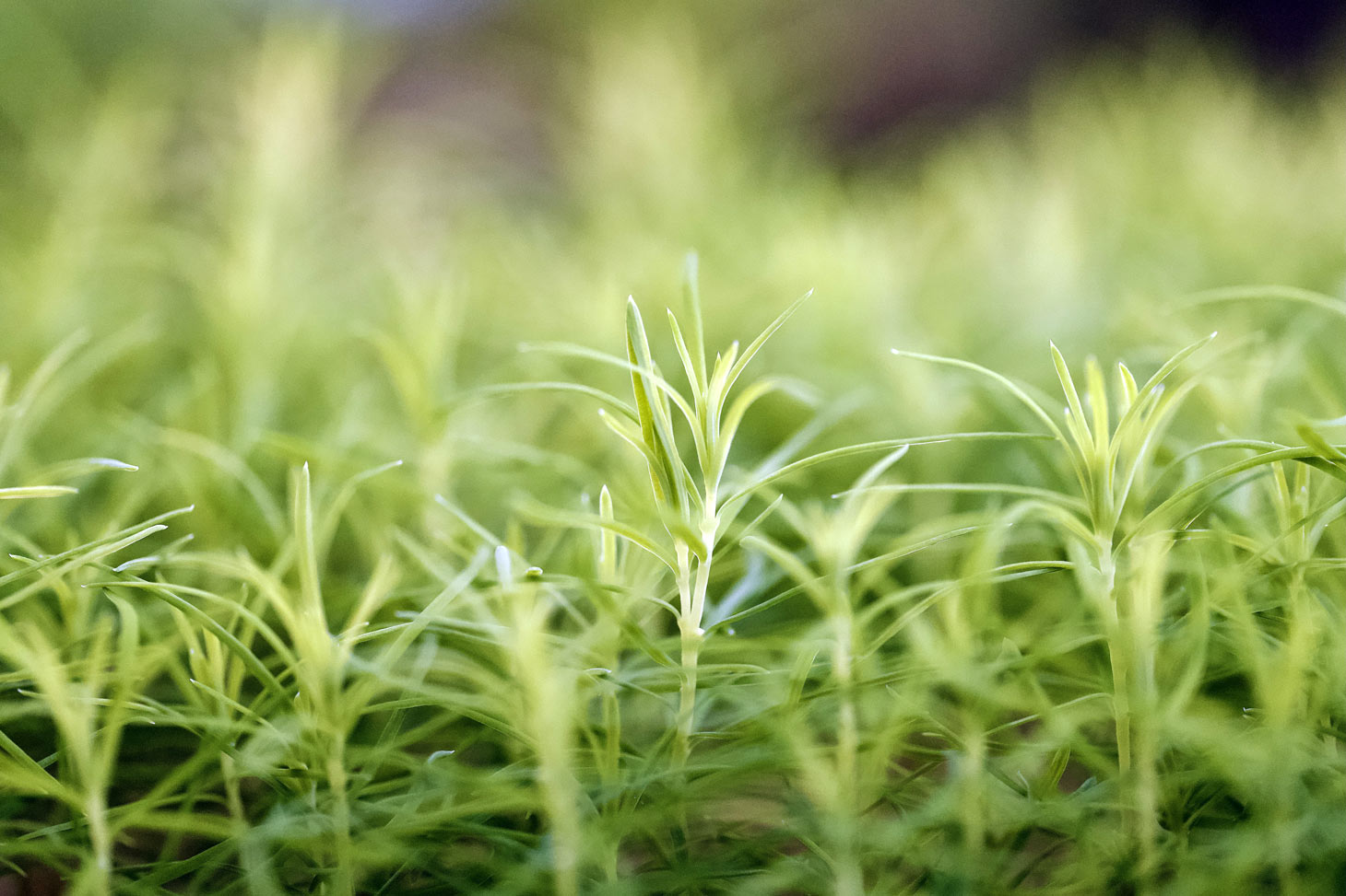 Photo © François Pompanon, Laboratoire d’écologie alpine (UGA/USMB/CNRS)