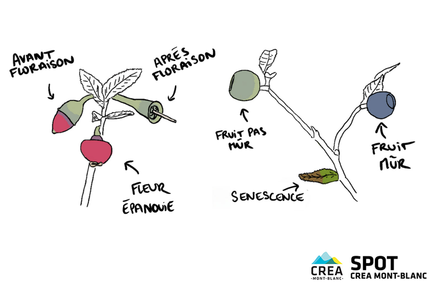 atelier scientifique des myrtilles et des landes atelier scientifique des myrtilles et des landes