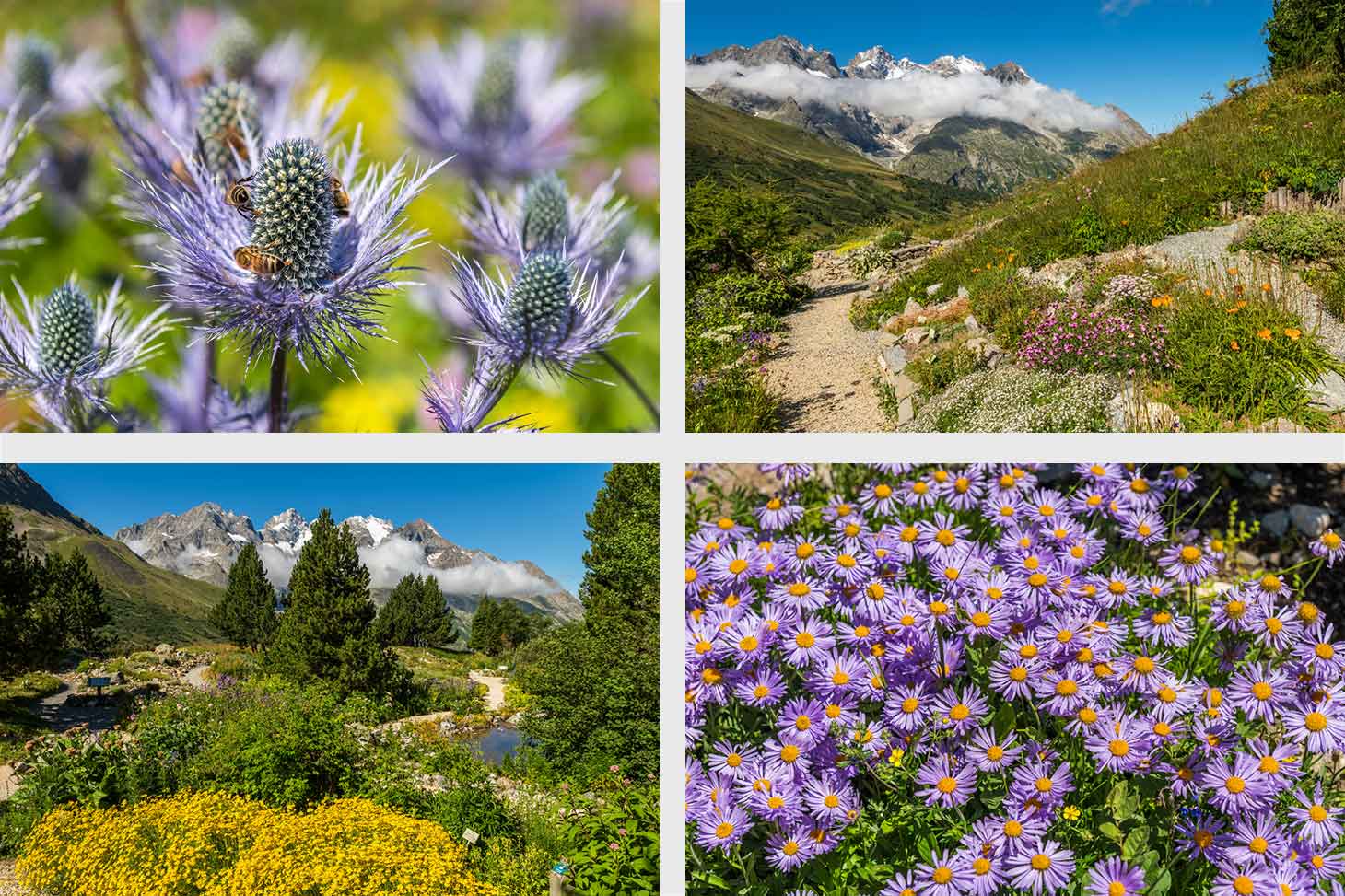 Photos de la floraison au 22 juillet 2025