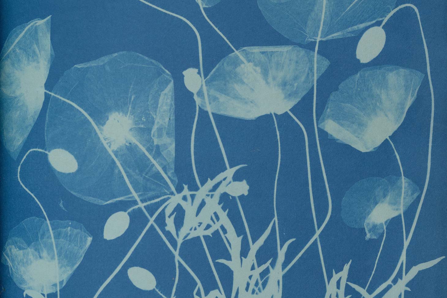 Cyanotype by Anna Atkins