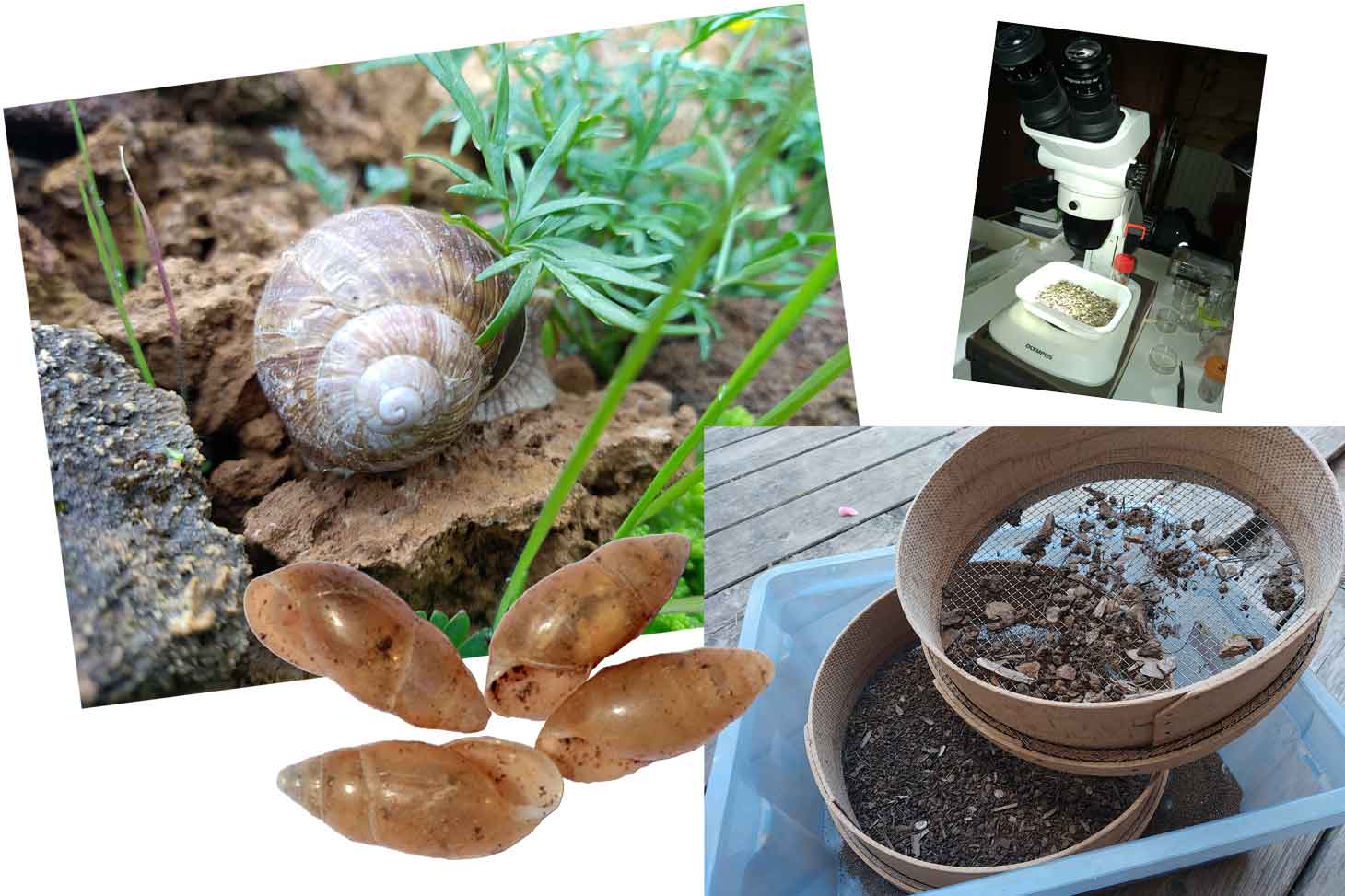 atelier sciences participatives au Lautaret, escargots