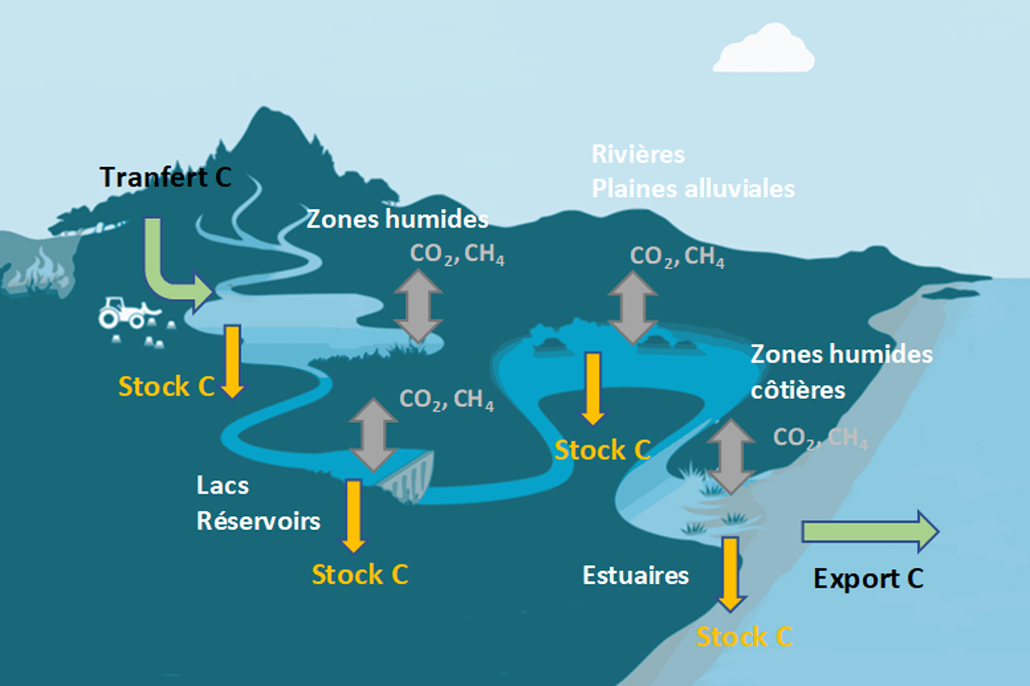 Flux de carbone dans le continuum terrestre-aquatique 