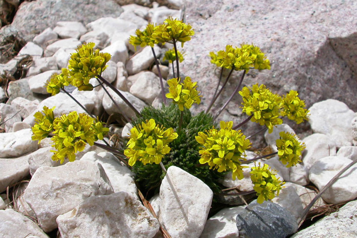 Draba hispanica de la rocaille montagnes espagnoles