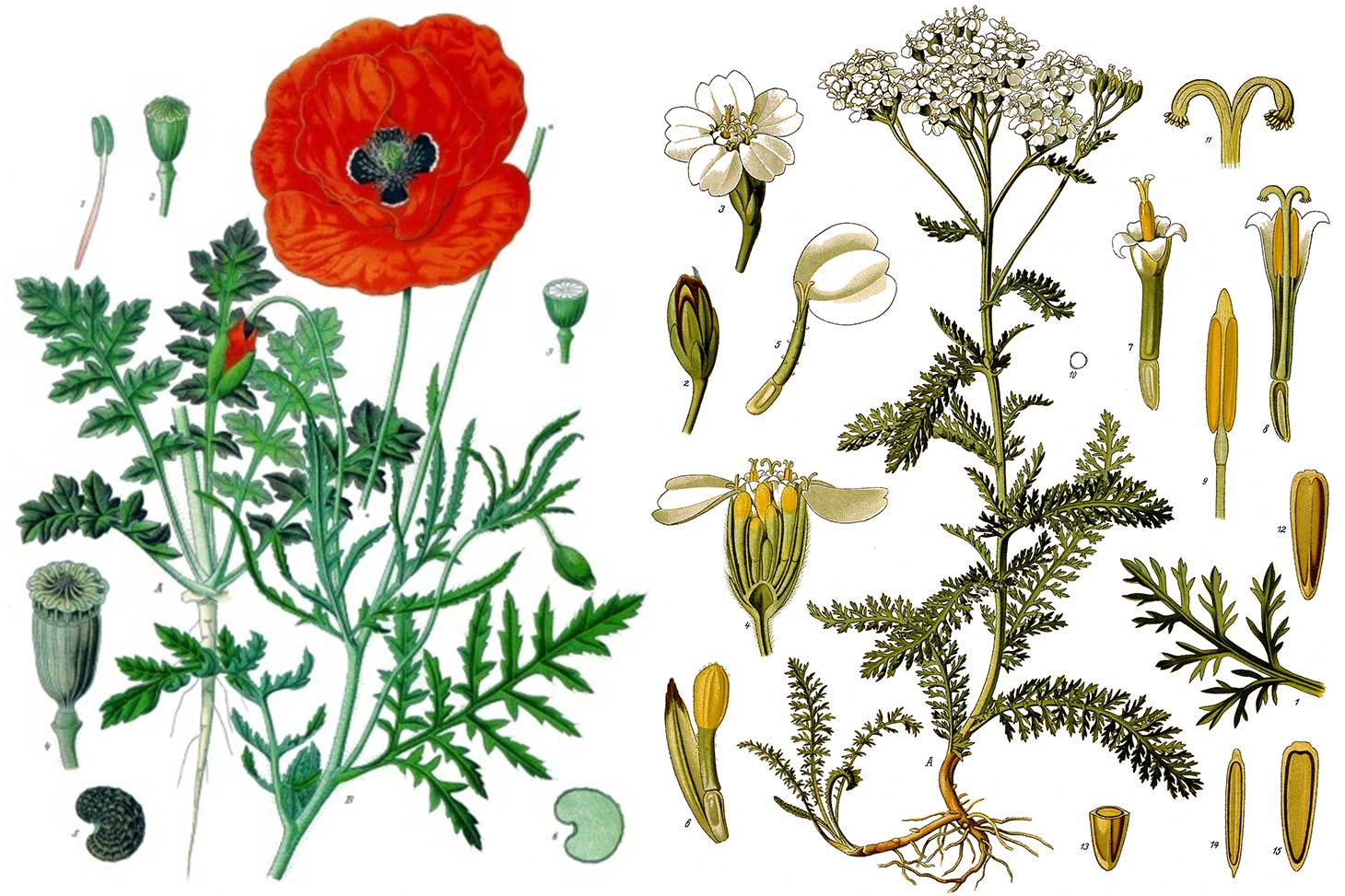Ce que nous raconte le nom des plantes
