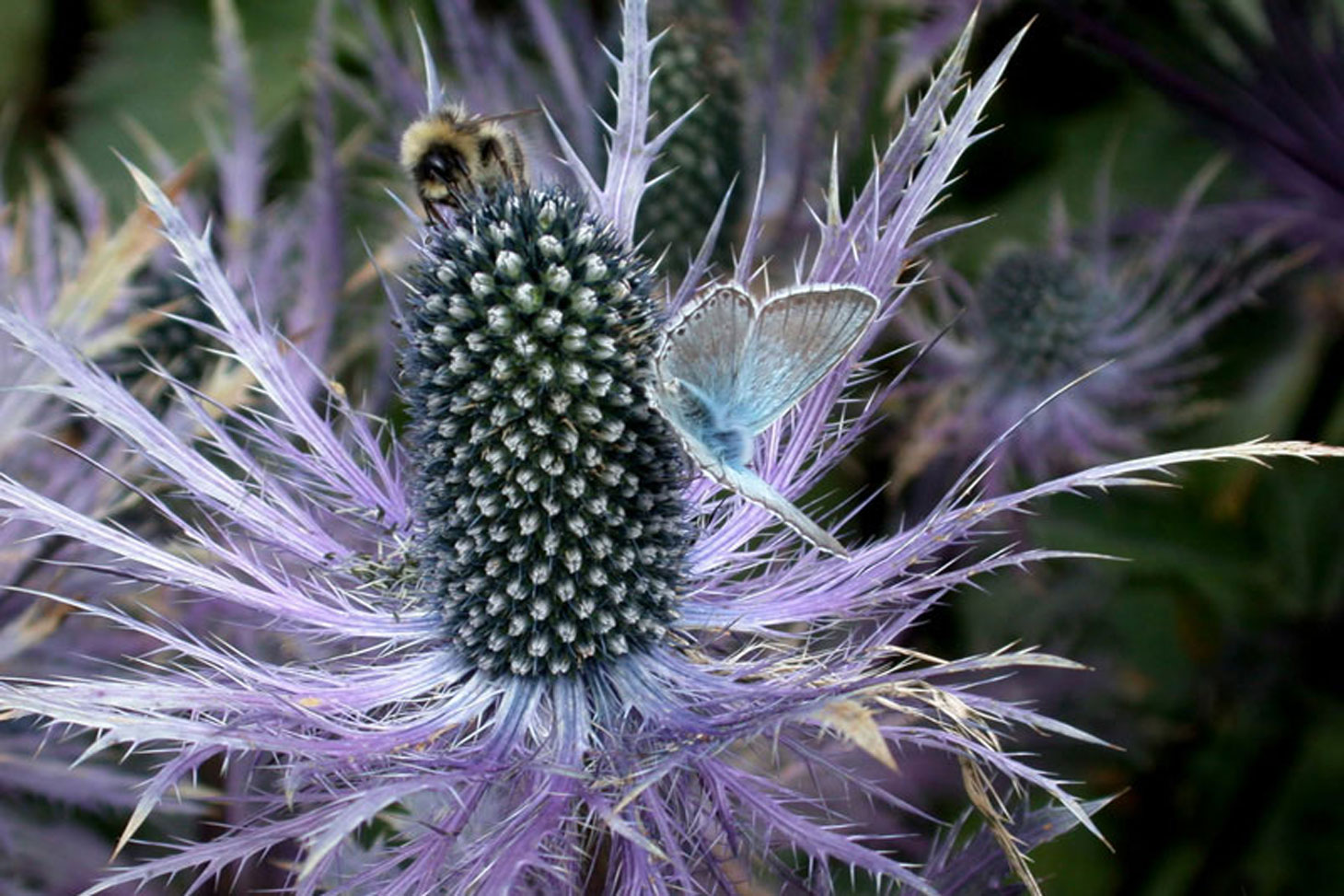 Foraged blue thistle