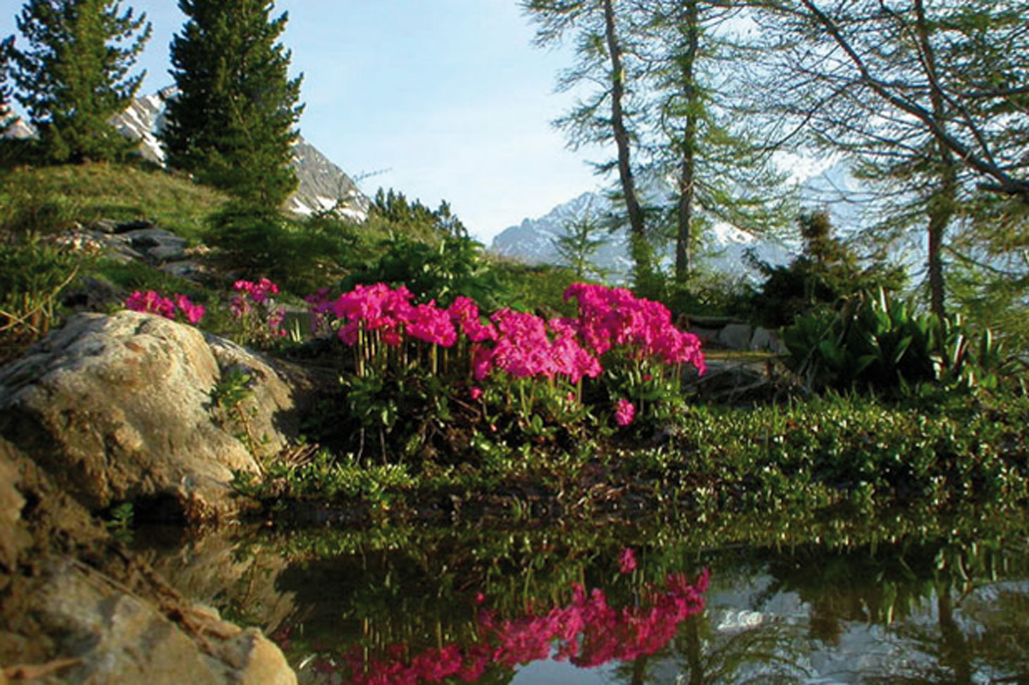 Primula rosea