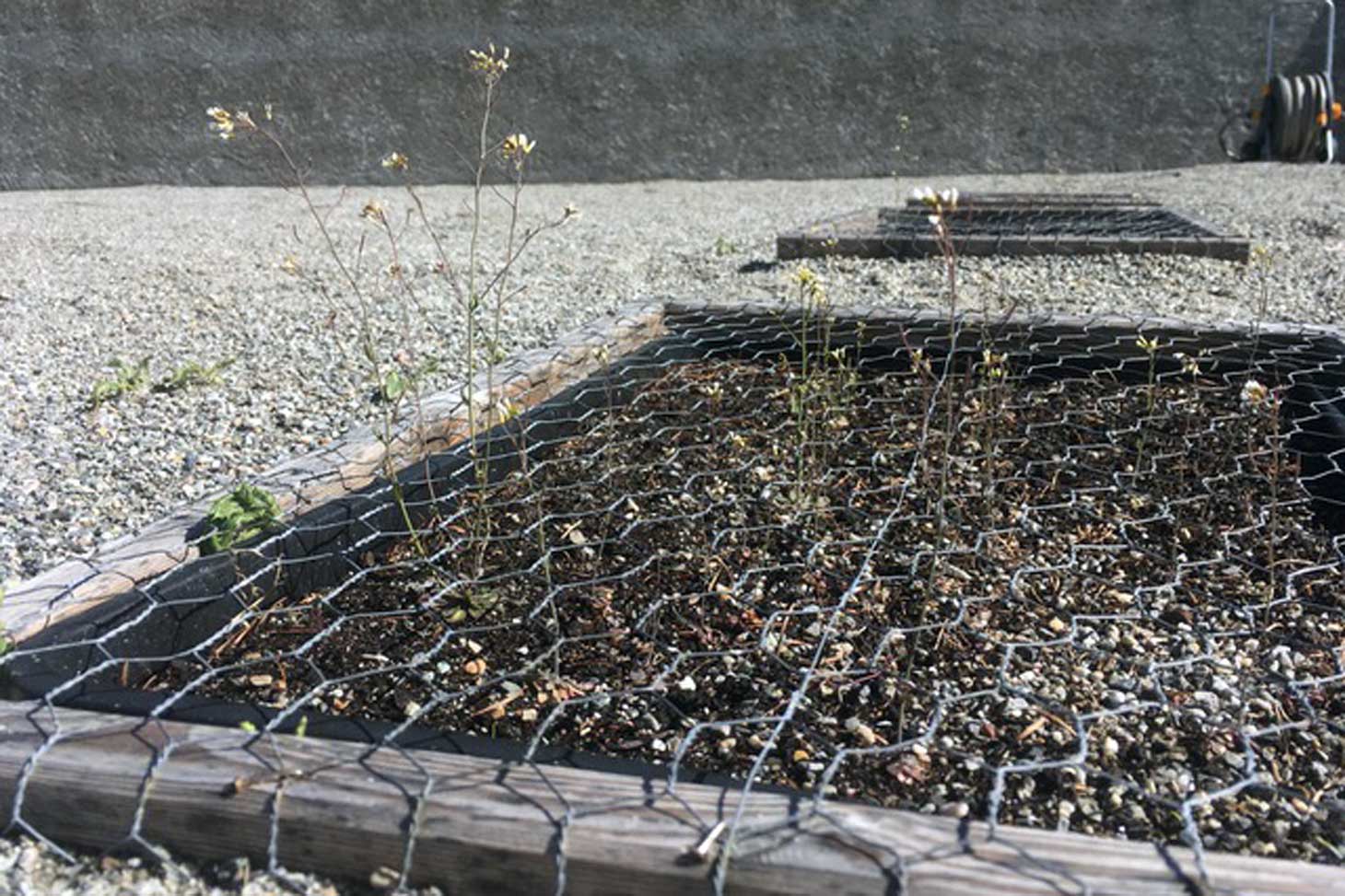Croissance d’Arabidopsis thaliana (expérience GrENE-net), la seconde année au jardin du Lautaret. Photo du 13 juin 2019 © Jean-Gabriel Valay 