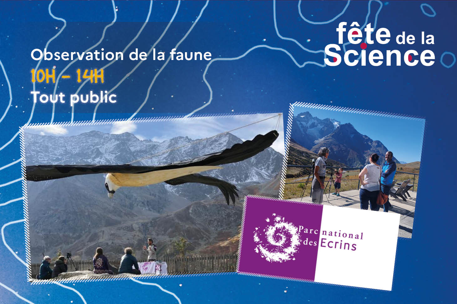observation de la faune