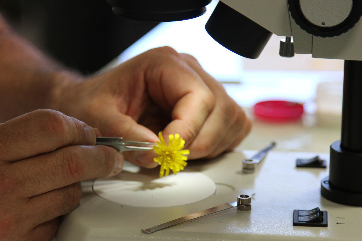 Des fleurs sous microscopes