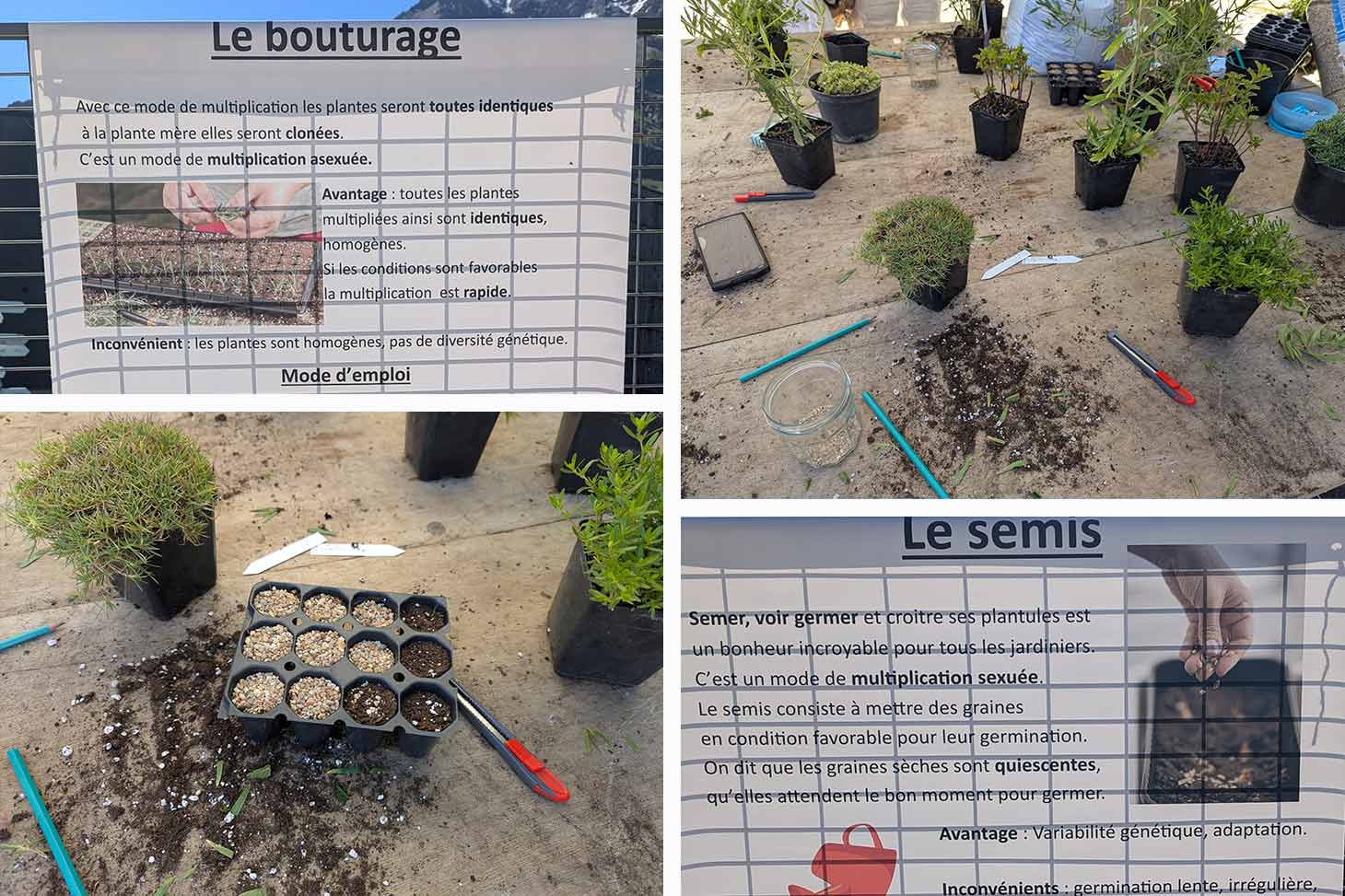 atelier multiplication de plantes