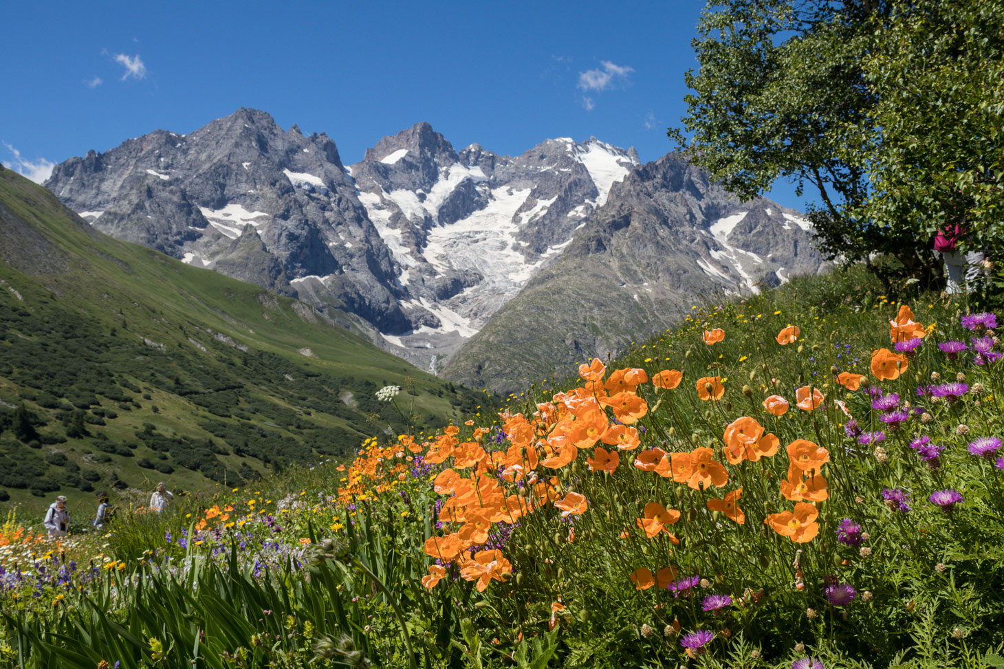 Natural meadow in front of mountain