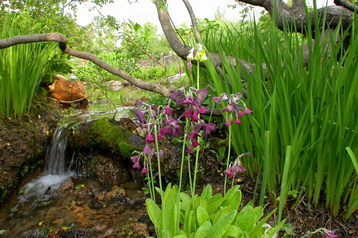 Plants from himalaya area