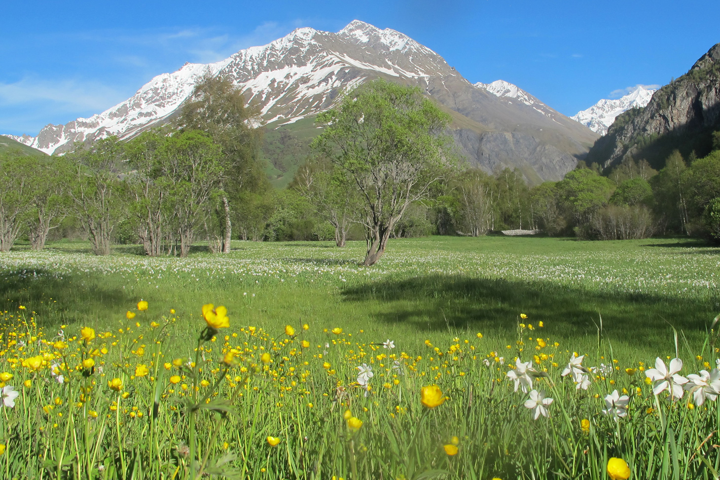 Photo d'une prairie alpine au printemps