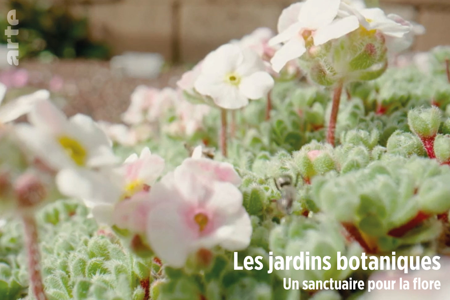 Le jardin du Lautaret sur ARTE