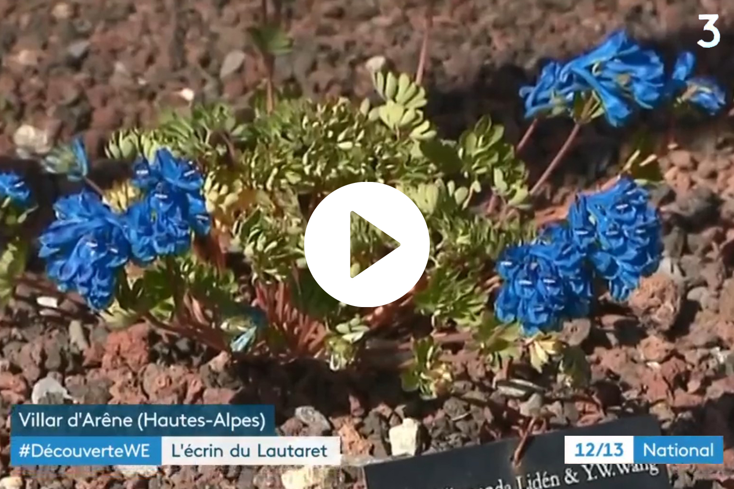 À la découverte du jardin du col du Lautaret en vidéo - France 3 JT 12-13h national - 27/07/2019 - Durée 2min