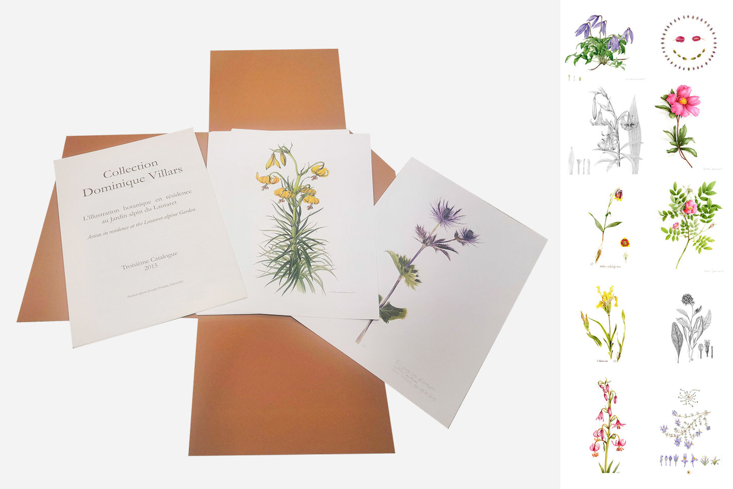 Catalogue d'illustrations botaniques